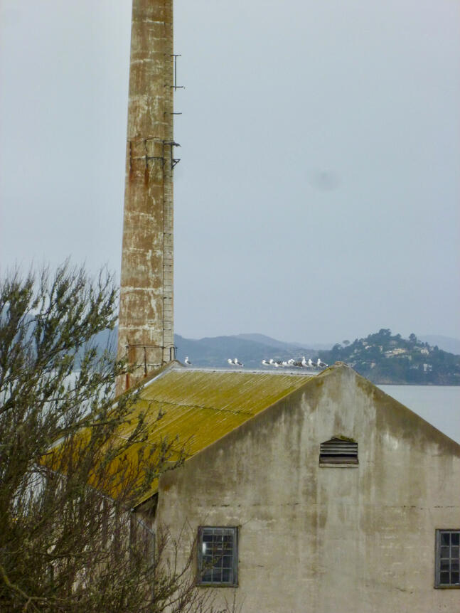 Birds Resting